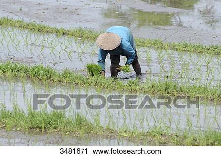 Indonesia, Bali, Tabana, rice fields, farmer wearing a straw hat planting of rice View Large Photo Image Stock Image - Indonesia, Bali, Tabana, rice fields, farmer wearing a straw hat planting of rice. Fotosearch