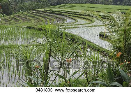 Indonesia, Bali, Tabanan, Rice, landscape, panorama, rice terraces View Large Photo Image Stock Image - Indonesia, Bali, Tabanan, Rice, landscape, panorama, rice terraces. Fotosearch