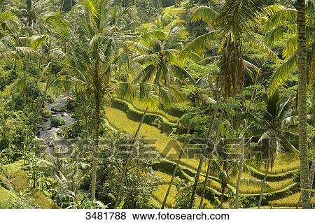 Indonesia, Bali, Tampaksiring, The site of Gunug Kawi is surrounded by beautiful rice fields. Rice terrace, coconut trees, river, View Large Photo Image Stock Photo - Indonesia, Bali, Tampaksiring, The site of Gunug Kawi is surrounded by beautiful rice fields. Rice terrace, coconut trees, river,. Fotosearch
