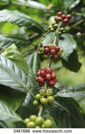 Stock Photo - Indonesia, Bali, Tesa Munduk, coffea cherries, coffee beans. Fotosearch