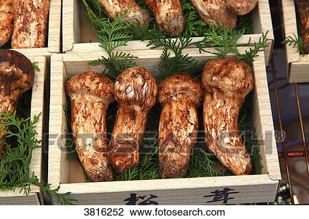 Japan, Tokyo, mushrooms View Large Photo Image Stock Image - Japan, Tokyo, mushrooms. Fotosearch