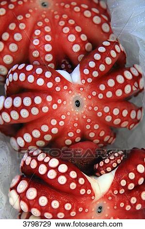 Japan, Tokyo. Tsukiji fich market. Octopus View Large Photo Image Stock Photo - Japan, Tokyo. Tsukiji fich market. Octopus. Fotosearch