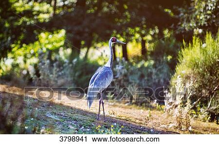 Japanese crane in the countryside. View Large Photo Image Stock Image - Japanese crane in the countryside.. Fotosearch
