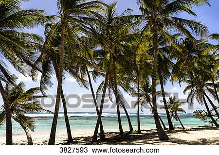 La Feuillere's beach, Capesterre, Marie-Galante, Guadeloupe, France View Large Photo Image Stock Image - La Feuillere's beach, Capesterre, Marie-Galante, Guadeloupe, France. Fotosearch