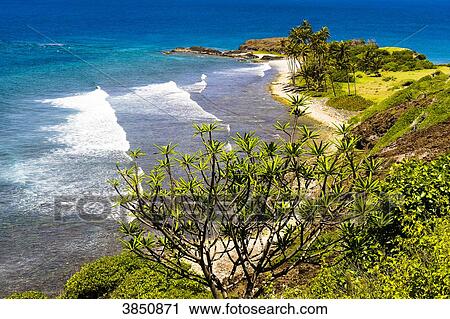 Landscape of coconut trees, rocks and sea, Petit Nevis, Saint-Vincent and the Grenadines, West Indies View Large Photo Image Stock Image - Landscape of coconut trees, rocks and sea, Petit Nevis, Saint-Vincent and the Grenadines, West Indies. Fotosearch