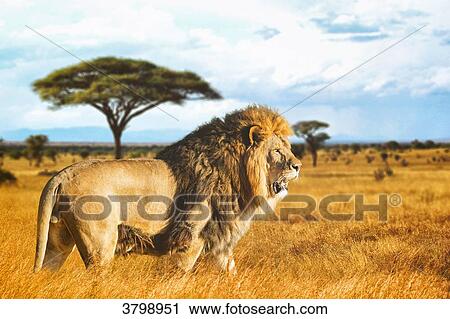 Lion in the Savannah (composite picture). View Large Photo Image Stock Image - Lion in the Savannah (composite picture).. Fotosearch