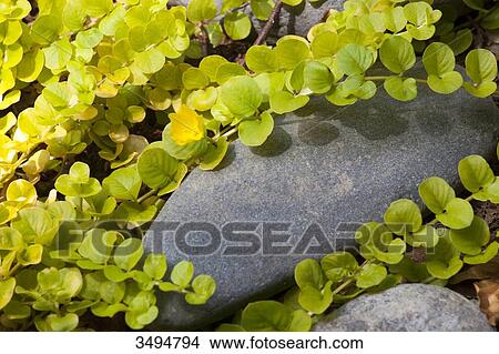 Lysimaquia nummularia aurea on a pebble View Large Photo Image Picture - Lysimaquia nummularia aurea on a pebble. Fotosearch