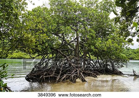 mangrove tree, trou cochon, Martinique, France View Large Photo Image Stock Photograph - mangrove tree, trou cochon, Martinique, France. Fotosearch