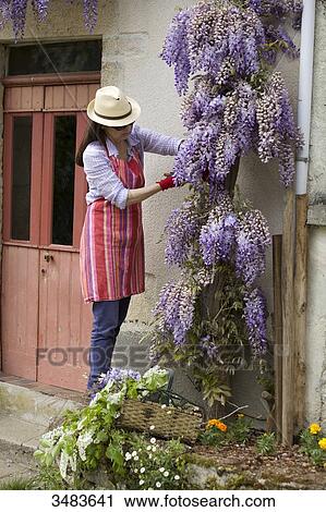 Mature woman gardening View Large Photo Image Stock Image - Mature woman gardening. Fotosearch