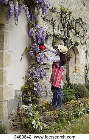 Mature woman gardening View Large Photo Image Stock Image - Mature woman gardening. Fotosearch