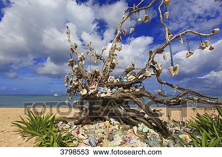 Mexico, Quintana Roo, Cozumel Island. MAriage tree View Large Photo Image Stock Image - Mexico, Quintana Roo, Cozumel Island. MAriage tree. Fotosearch