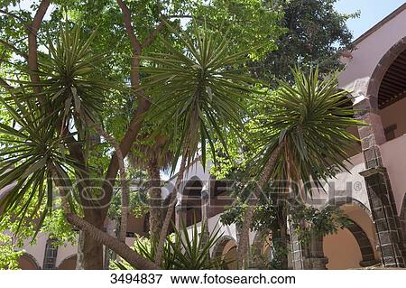 Mexico, State of Guanajuato, San Miguel de Allende, Patio of the Cultural Center El Nicromante, old cloister, Fine arts View Large Photo Image Stock Photo - Mexico, State of Guanajuato, San Miguel de Allende, Patio of the Cultural Center El Nicromante, old cloister, Fine arts. Fotosearch