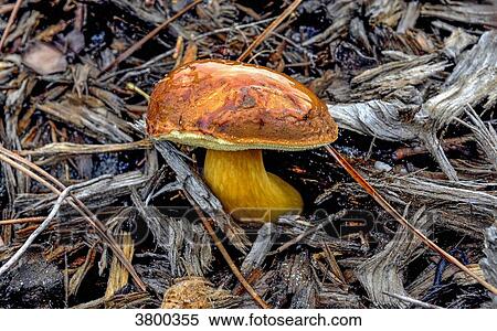 Mushroom, cep View Large Photo Image Stock Photography - Mushroom, cep. Fotosearch