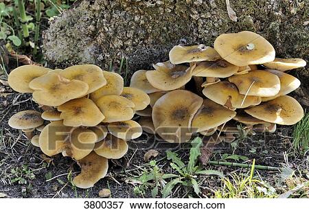 Mushroom on a tree stump, clitocybe View Large Photo Image Stock Photo - Mushroom on a tree stump, clitocybe. Fotosearch