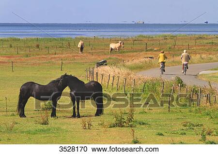 Nederlands. Wadden Islands archipelago. Vlieland island. View Large Photo Image Stock Image - Nederlands. Wadden Islands archipelago. Vlieland island.. Fotosearch
