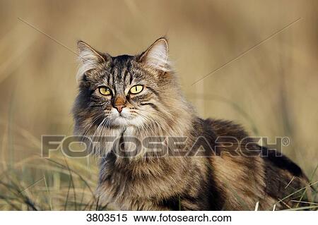 Normandy. Manche. Annoville sur Mer. Pussy of Norwegian breed in the dunes at sunset. View Large Photo Image Stock Photography - Normandy. Manche. Annoville sur Mer. Pussy of Norwegian breed in the dunes at sunset.. Fotosearch