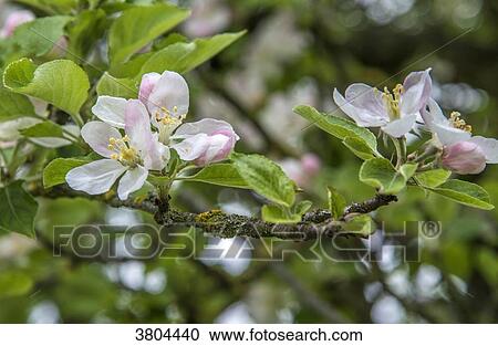 Stock Image - Normandy, Manche, close-up on apple tree flowers. Fotosearch