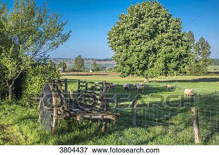 Normandy, Manche, sheep in a meadow and an old cart View Large Photo Image Stock Photo - Normandy, Manche, sheep in a meadow and an old cart. Fotosearch