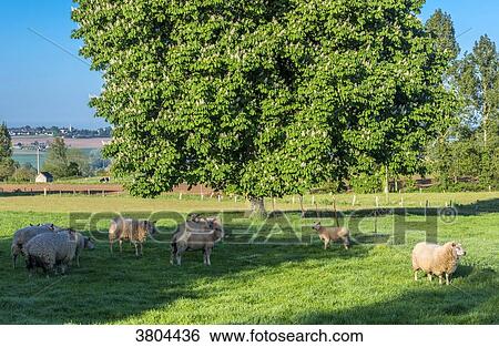 Normandy, Manche, sheep in a meadow View Large Photo Image Stock Photograph - Normandy, Manche, sheep in a meadow. Fotosearch