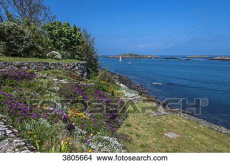 Normandy, Manche, the Grande Ile Chausey, blooming garden on the seaside View Large Photo Image Picture - Normandy, Manche, the Grande Ile Chausey, blooming garden on the seaside. Fotosearch