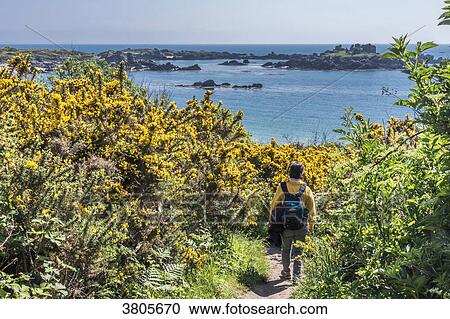 Normandy, Manche, the Grande Ile Chausey, hikers on the littoral path in the middle of blooming gorses View Large Photo Image Stock Image - Normandy, Manche, the Grande Ile Chausey, hikers on the littoral path in the middle of blooming gorses. Fotosearch