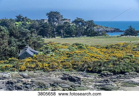 Normandy, Manche, the Grande Ile Chausey, blooming gorse heath and old castle that belonged to the Renault Car Company family in the XIXth century View Large Photo Image Stock Photo - Normandy, Manche, the Grande Ile Chausey, blooming gorse heath and old castle that belonged to the Renault Car Company family in the XIXth century. Fotosearch