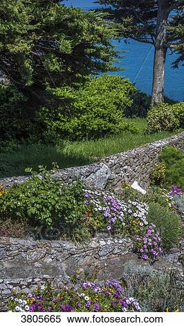 Normandy, Manche, the Grande Ile Chausey, blooming garden on the seaside View Large Photo Image Stock Photography - Normandy, Manche, the Grande Ile Chausey, blooming garden on the seaside. Fotosearch