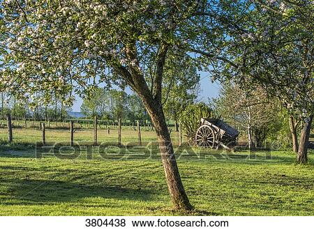 Normandy, Manche, wooded countryside landscape with blooming apple trees View Large Photo Image Stock Photo - Normandy, Manche, wooded countryside landscape with blooming apple trees. Fotosearch