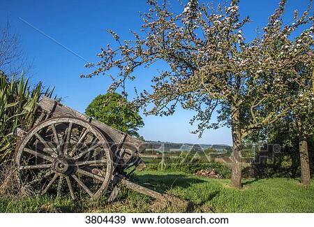 Stock Photo - Normandy, Manche, wooden countryside landscape with blooming apple trees and a cart. Fotosearch