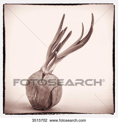 Onion in germination View Large Photo Image Stock Image - Onion in germination. Fotosearch