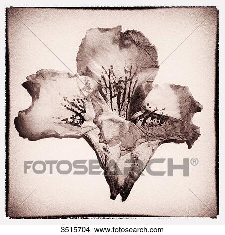 Picture - Orchid. Fotosearch
