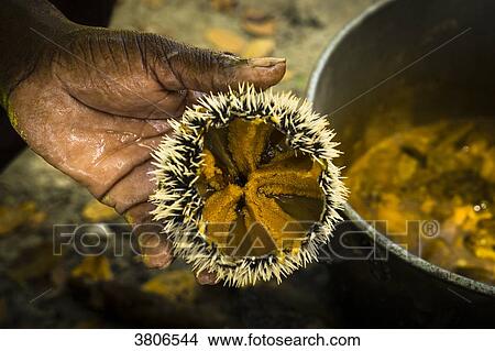 Oursins are cooked on fire, Hog island, Grenada, West Indies View Large Photo Image Picture - Oursins are cooked on fire, Hog island, Grenada, West Indies. Fotosearch