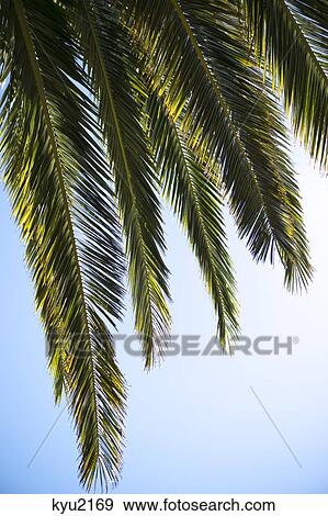 Palm leaves View Large Photo Image Stock Photo - Palm leaves. Fotosearch
