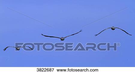 Pelicans View Large Photo Image Stock Photo - Pelicans. Fotosearch