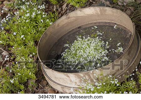 Picking sweet woodruff to make May wine View Large Photo Image Stock Image - Picking sweet woodruff to make May wine. Fotosearch