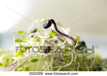 Pink radish, alfafa and fennel seeds View Large Photo Image Stock Photo - Pink radish, alfafa and fennel seeds. Fotosearch