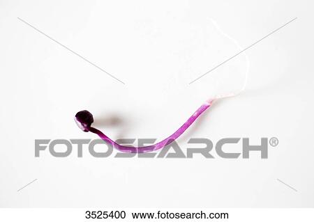 Pink radish seed View Large Photo Image Stock Image - Pink radish seed. Fotosearch