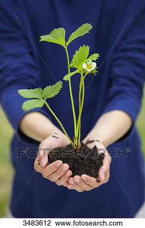 Plant in child's hands View Large Photo Image Stock Image - Plant in child's hands. Fotosearch