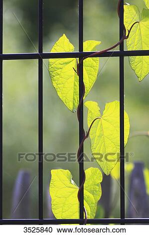 Plant View Large Photo Image Stock Image - Plant. Fotosearch