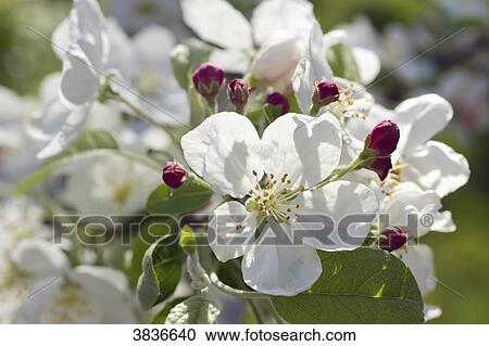 Stock Image - Plumtree blossom. Fotosearch