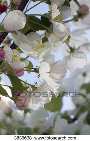 Stock Photo - Plumtree blossom. Fotosearch