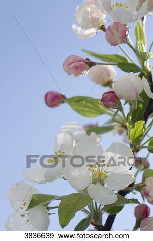 Plumtree blossom View Large Photo Image Stock Photo - Plumtree blossom. Fotosearch