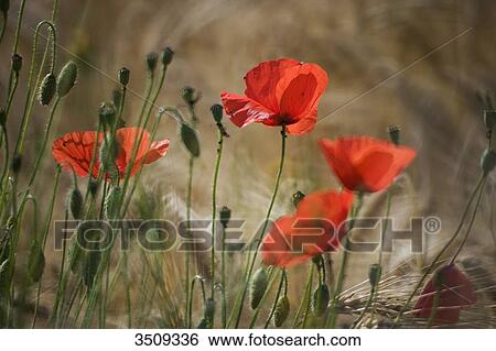 Stock Photograph - Poppies. Fotosearch