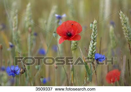 Poppy and cornflower among wheat ears View Large Photo Image Stock Photo - Poppy and cornflower among wheat ears. Fotosearch