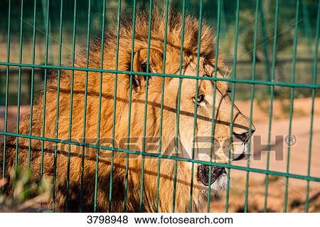 Portrait of a captive lion. View Large Photo Image Stock Photo - Portrait of a captive lion.. Fotosearch
