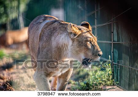 Portrait of a captive lioness. View Large Photo Image Stock Photo - Portrait of a captive lioness.. Fotosearch