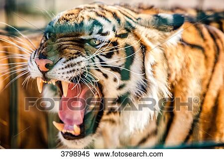 Stock Photography - Portrait of a roaring tiger.. Fotosearch