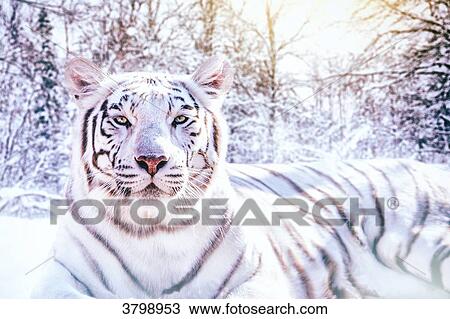 Stock Image - Portrait of a white tiger in the snowy forest (composite picture).. Fotosearch
