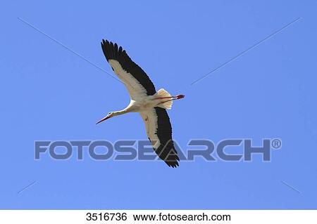 Portugal, Algarve. Faro. Stork flying. View Large Photo Image Stock Photograph - Portugal, Algarve. Faro. Stork flying.. Fotosearch