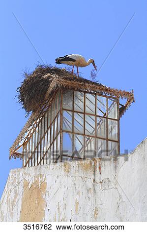 Portugal, Algarve. Faro. Stork. View Large Photo Image Stock Image - Portugal, Algarve. Faro. Stork.. Fotosearch